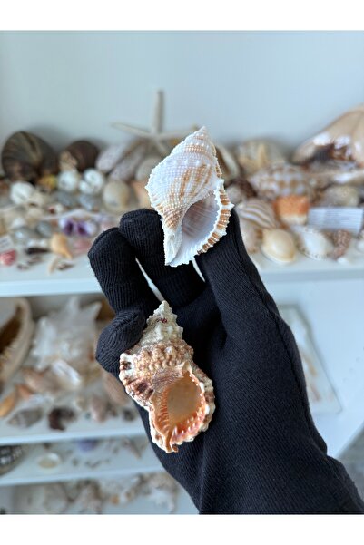 Seashell Rio Doğal Deniz Kabuğu Seti (2 Adet) Koleksiyon ve Dekor – 5-7 cm