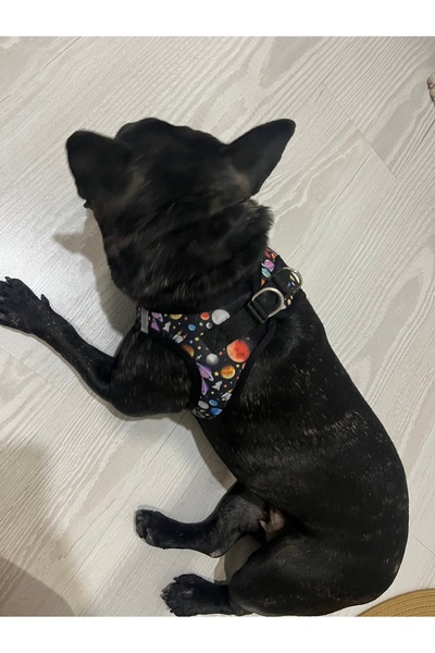 CP Köpek göğüs tasması L