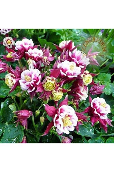 Genel Markalar Katmerli Haseki Küpesi Çiçeği Tohumu