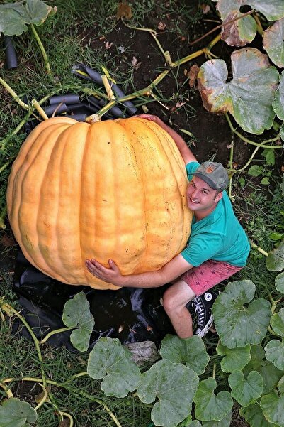 Genel Markalar Dev Bal Kabağı Tohumu / 10+ Adet Tohum