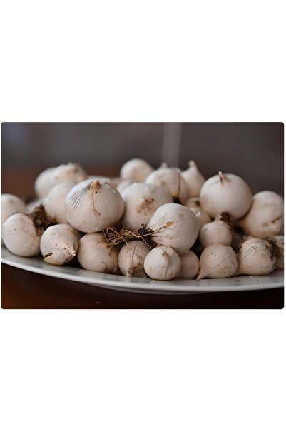 CANLAR ÖZEL ÜRETİM MUNZUR SARIMSAĞI (0,5 KG)