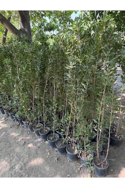 FİDANLIDAN 3 Yaş Saksıda Formlu Fırça Çalısı Çiçeği Fidanı