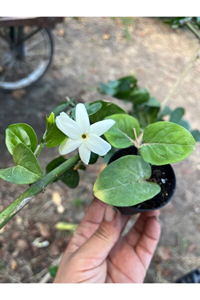 nazlı çiçekçilik Limon Kokulu Yasemin Fidesi 5,5lik saksıda