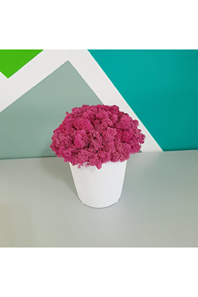 velve Ghiveci decor cu licheni stabilizati Raspberry Delight, 20 cm inaltime,...