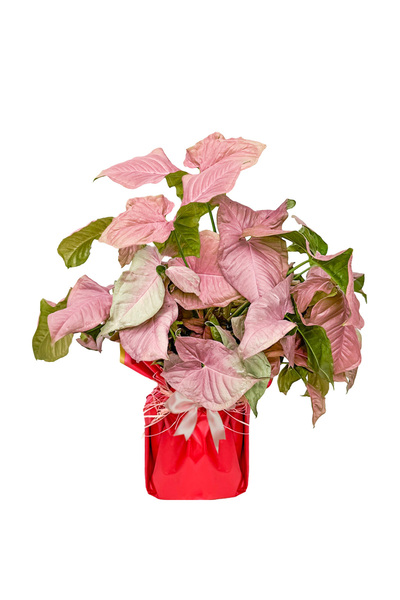 Fidanburada Pembe Melek Kanadı (Syngonium) Hediye Paketli