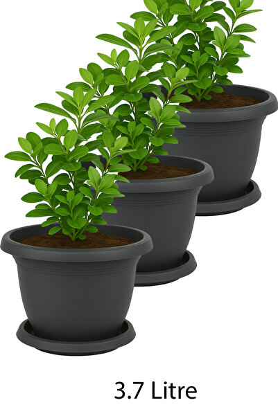 TEMMUZ HOME No 5 3 Adet 3.7 Litre Yuvarlak Orta Boy Mat Plastik Tabaklı Saksı