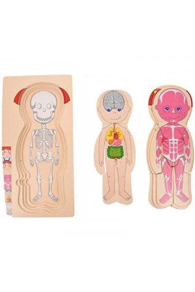 OEM Wooden puzzle, Human Anatomy,