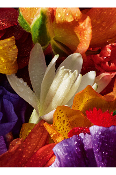 Guerlain Aqua Allegoria FloraBloom Edp 75 ml Kadın Parfüm