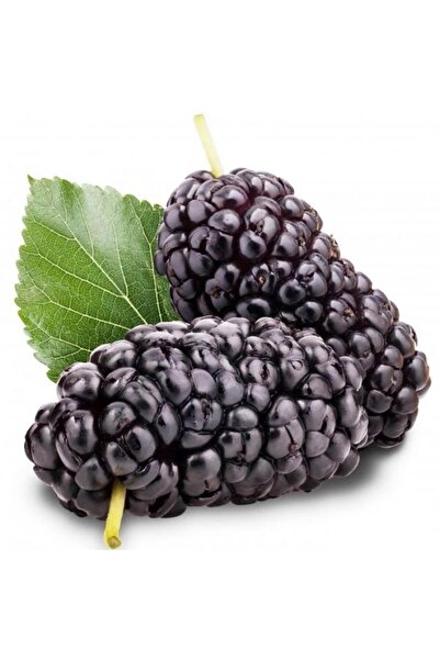 ASES Tüplü Ekşi Kara Urmu Dut Fidanı 130-150 cm