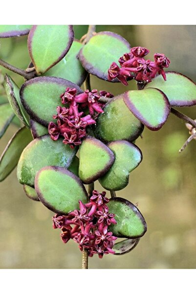 PLANT Hoya Carmeleae Mum Çiçeği