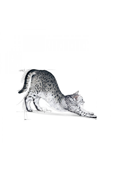 Royal Canin Indoor27 Yetişkin Kuru Kedi Maması 2kg