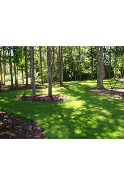 Grass Seed 7 GÜNDE ÜZERİNE BASILABİLİR İTHAL ÇİM TOHUMU 1 KG 6'LI KARIŞIM