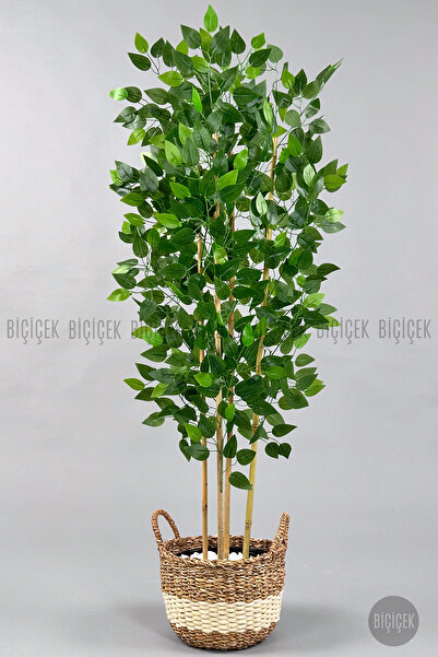 BİÇİÇEK Yapay benjamin ağacı 170cm siyah şeritli Hasır saksıda