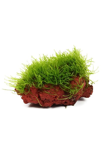 TROPİKAL Moss "kayaya Tutturulmuş Java Moss"