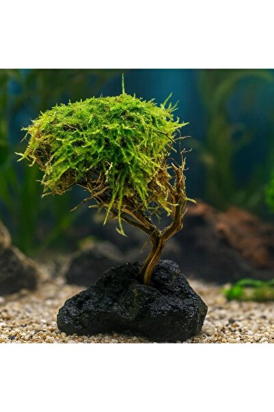 canlipetshop Moss Sarılı Ağaç Figürü Lav Kayasında Moss Ağacı Karides Yuvası ...