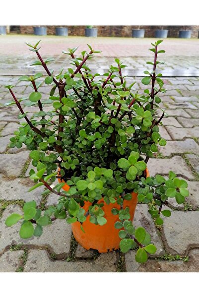 BahçemizBurada Yeşim Çiçeği Fidanı 10-20 cm