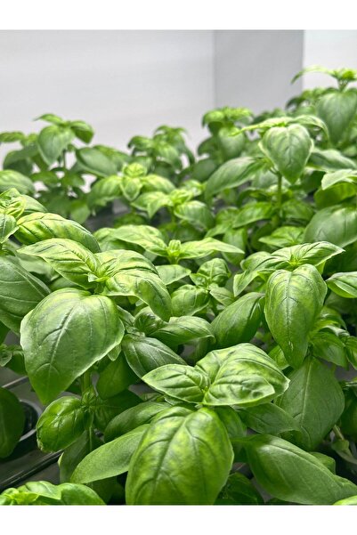 FLOWERPOWERTR TAZE FESLEĞEN