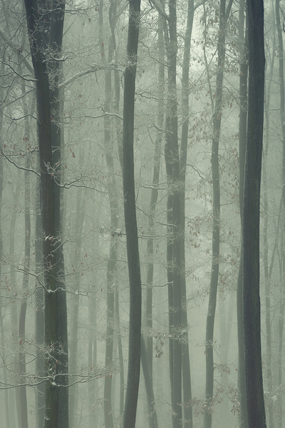 dreamwall Sisli Orman Manzaralı Tek Parça Duvar Kağıdı