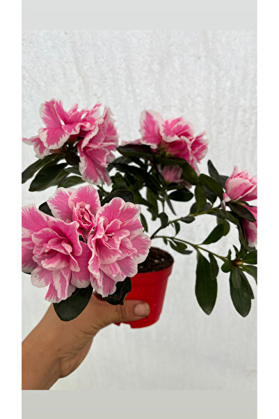 nazlı çiçekçilik Pembe Ebruli Çiçekli Açelya Bitkisi Azalea 8,5 lik saksıda