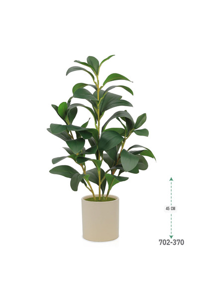 co arma Lemon seedling in a plastic container, simulating natural seedlings, 45 cm high