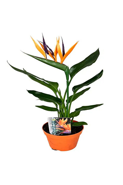 Belora plantă Strelitzia, înălțime 45 cm