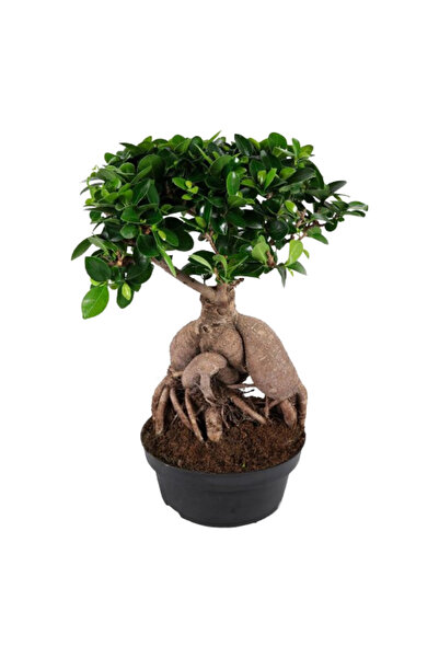 Belora Ficus Microcarpa Ginseng, Înălțime 30-40 cm