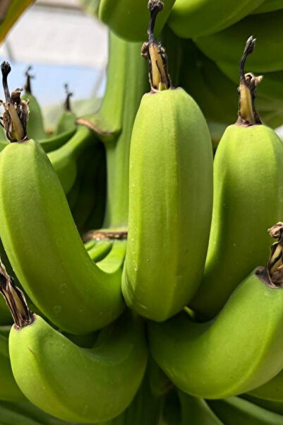 subahce Anamur Muzu (1 Kg)