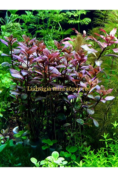 Ludwigia mini süper red