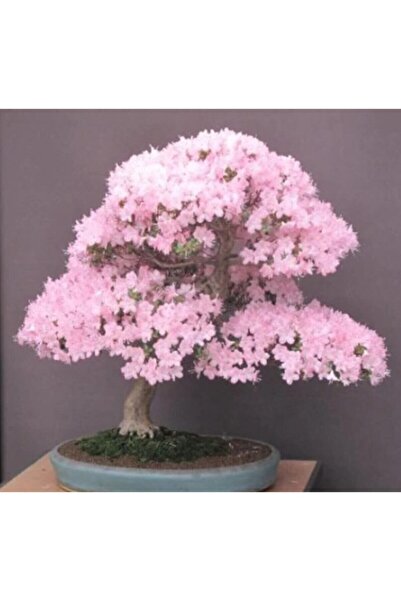 Muka Botanik Bodur Cherry Blossom Bonzai Ağacı Tohumu 5 Adet Bonsai Ağacı Tohumu