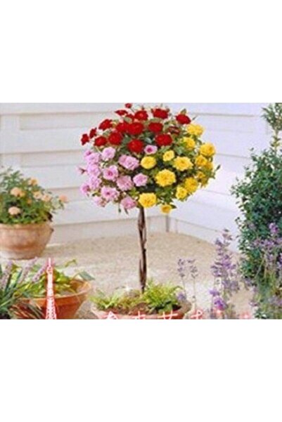 Genel Markalar 5 Adet Bodur Üç Gül Bonsai Ağacı Tohumu