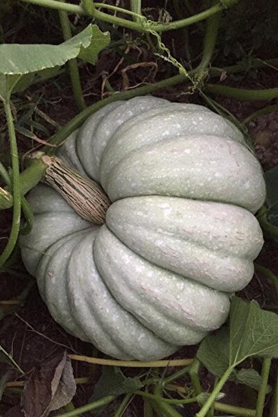Genel Markalar Yerli Iri Beyaz Bal Kabağı Tohumu / 5+ Adet Tohum