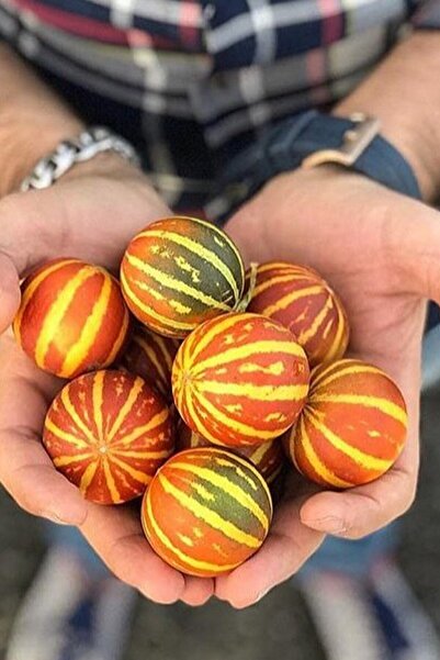 Muka Botanik Kırlangıç, Kokulu Süs Kavunu Tohumu / 10 Adet Şamama Tohumu