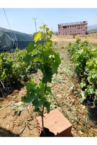 HİLAL TARIM ÇİFTLİĞİ Tüplü sultaniye üzüm fidanı