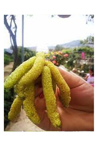 ASES 3 YAŞ TÜPLÜ BEYAZ PAKİSTAN ŞAH DUT FİDANI BOY 170-200 CM