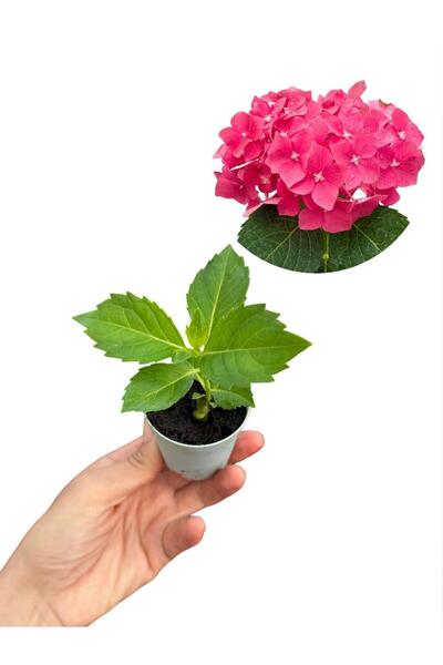 retro çiçekçilik Ortanca Fidesi Fuşya Renk