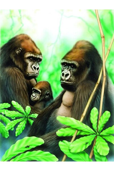 ROYAL BRUSH Pictura pe numere Gorile 24x33 cm