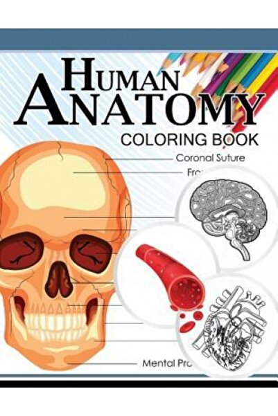 Steck Vaughn C0 Human Anatomy Coloring Book: Anatomy & Physiology Coloring Bo...