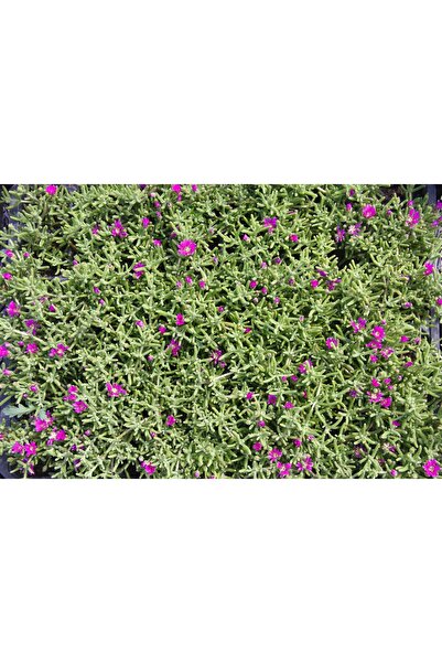 Tunç Botanik MEZAR - KABİR ÇİÇEKLİ BİTKİ SETİ - 90 ADET 2 ÇEŞİT YER ÖRTÜCÜ BİTKİ (Acem Halısı-Buz Çiçeği)