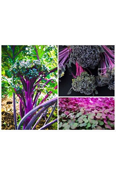 Genel Markalar 20 Adet Purple Peacock Brokoli Tohumu