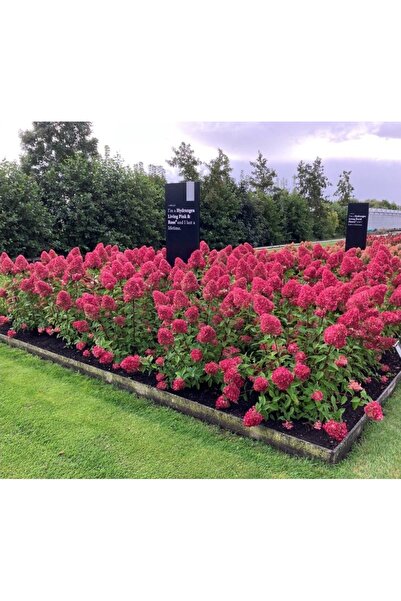 Bulbi și Plante HYDRANGEA PANICULA - Living room 'Pink&Rose'