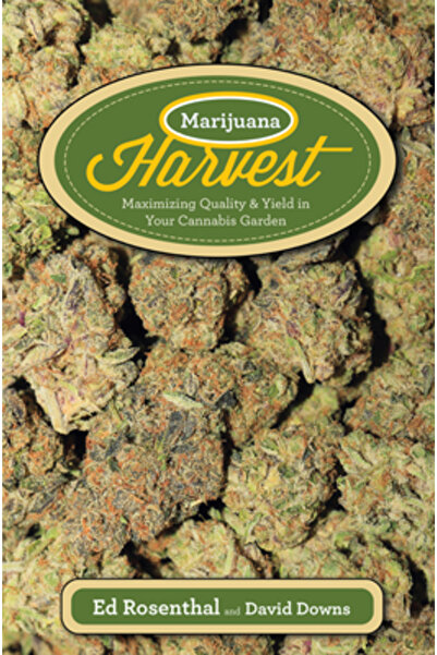Quick Amer Pub Co Marijuana Harvest: How to Maximize Quality and Yield in You...