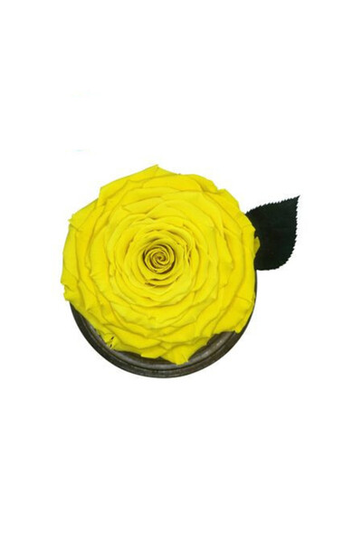 velve Trandafir Criogenat XXL in cupola de sticla cu blat negru, pe pat de petale, albastru sidefat