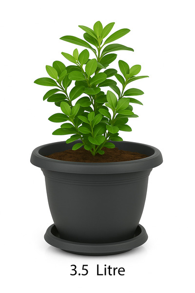 TEMMUZ HOME No 5 1 Adet 3.7 Litre Yuvarlak Orta Boy Mat Plastik Tabaklı Saksı