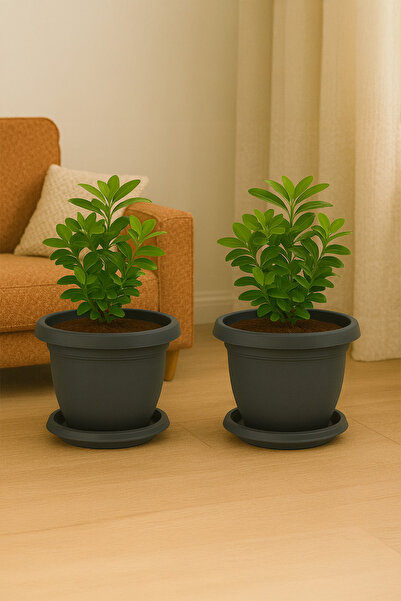 TEMMUZ HOME No 6 2 Adet 5 Litre Tabaklı Mat Plastik Orta Boy Yuvarlak Saksı Ç...