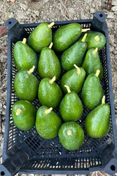 subahce Avokado (200 gram üstü) (Adet)