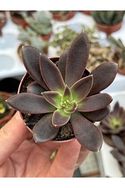 SukuLand Echeveria serrana koleksiyonluk özel tür sukulent 5,5cm saksıda