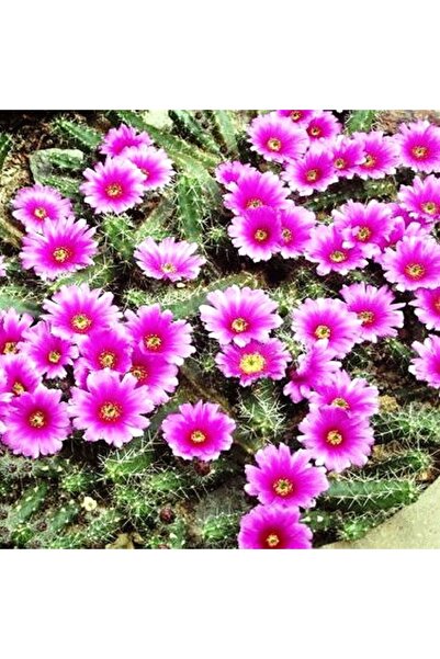 cantropikal Echinocereus pentalophus - 5,5 cm.çaplı saksıda kaktüs