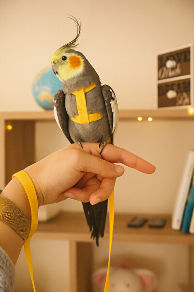 Alyones Kuş Tasması - 160 cm Ayarlanabilir Papağan Yürüyüş Tasması, 6 Renk Seçeneği