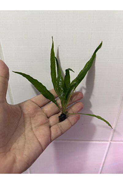 Java Fern Narrow (Microsorum) | 1 Buket 7–9 Yaprak | Harika Form | 5 Buket Alana 1 Hediye