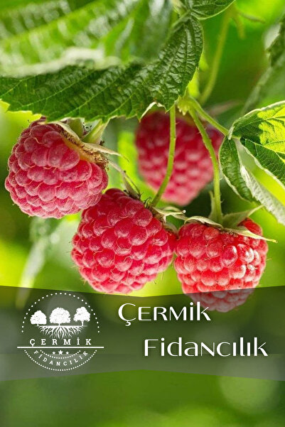 ÇERMİK FİDANCILIK Yediveren Ahududu Fidanı